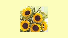 Sunflowers Florist